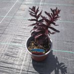 Rozchodník veľký (Sedum telephium) ´DARK MAGIC´ kont. C1L